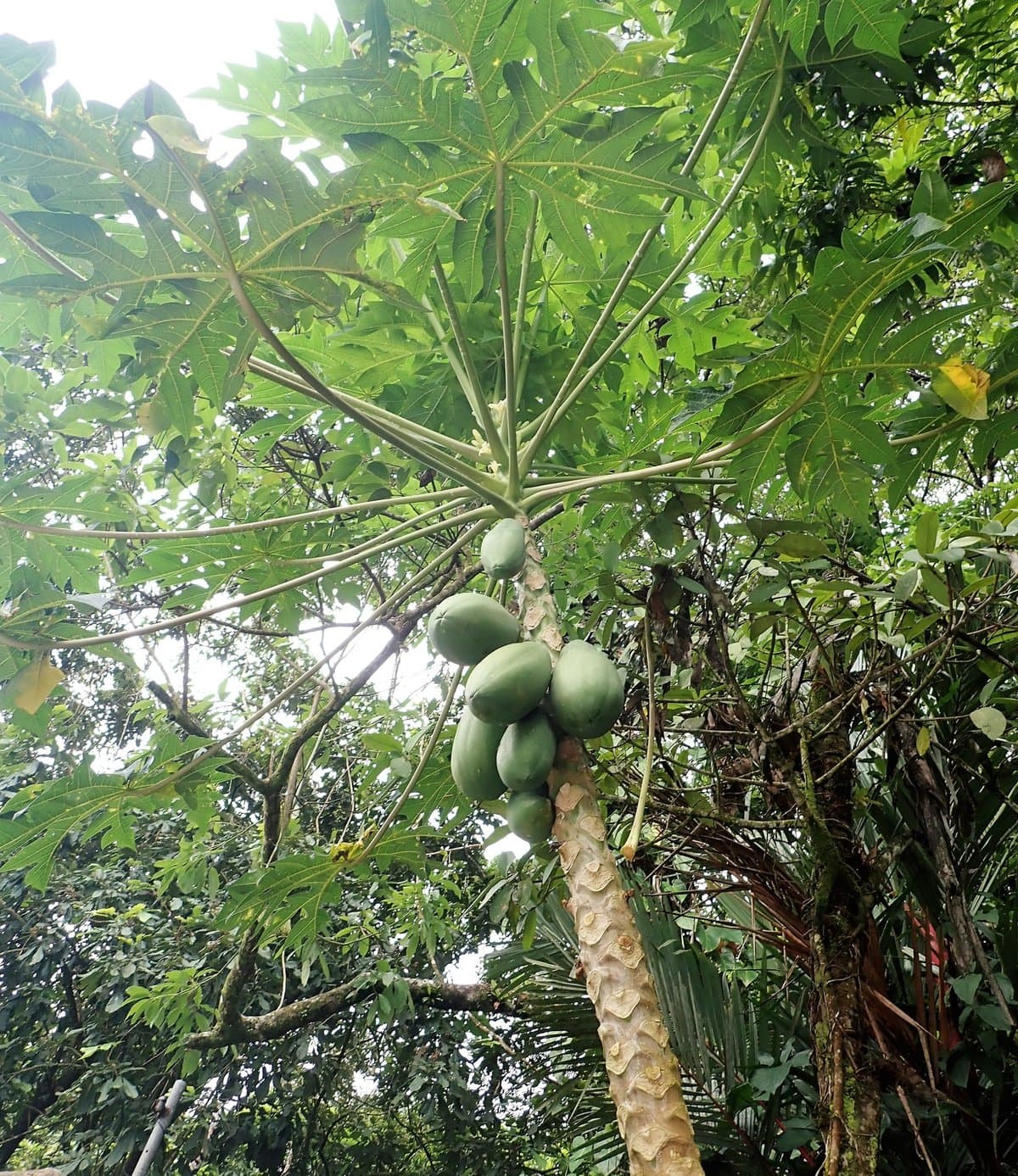 Papaya