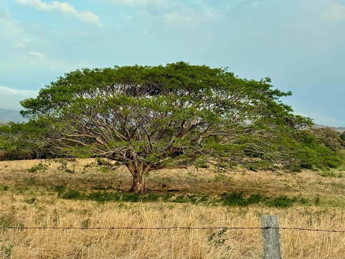 Árbol de Guanacaste - Árbol Nacional de Costa Rica