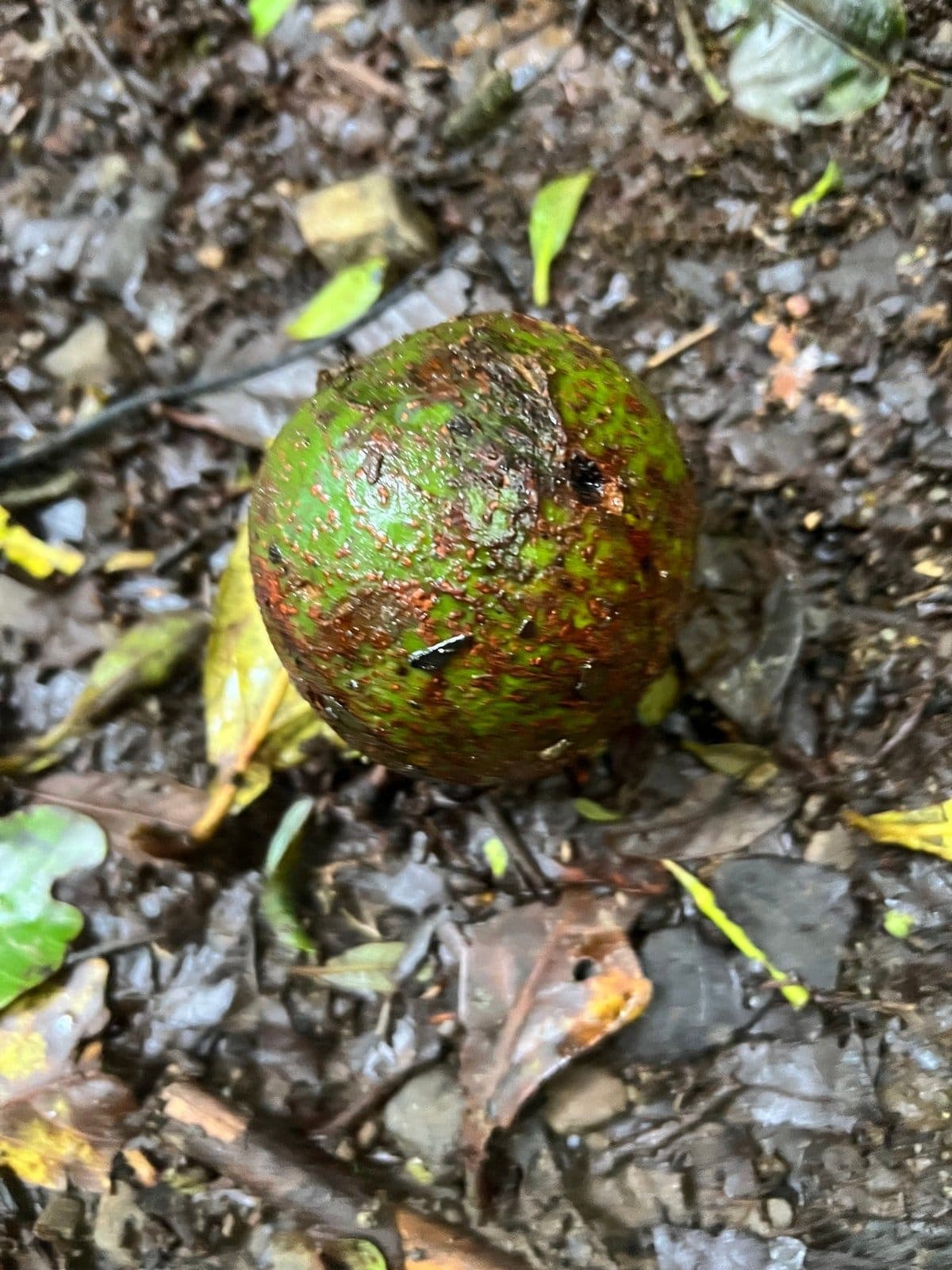 Aguacate