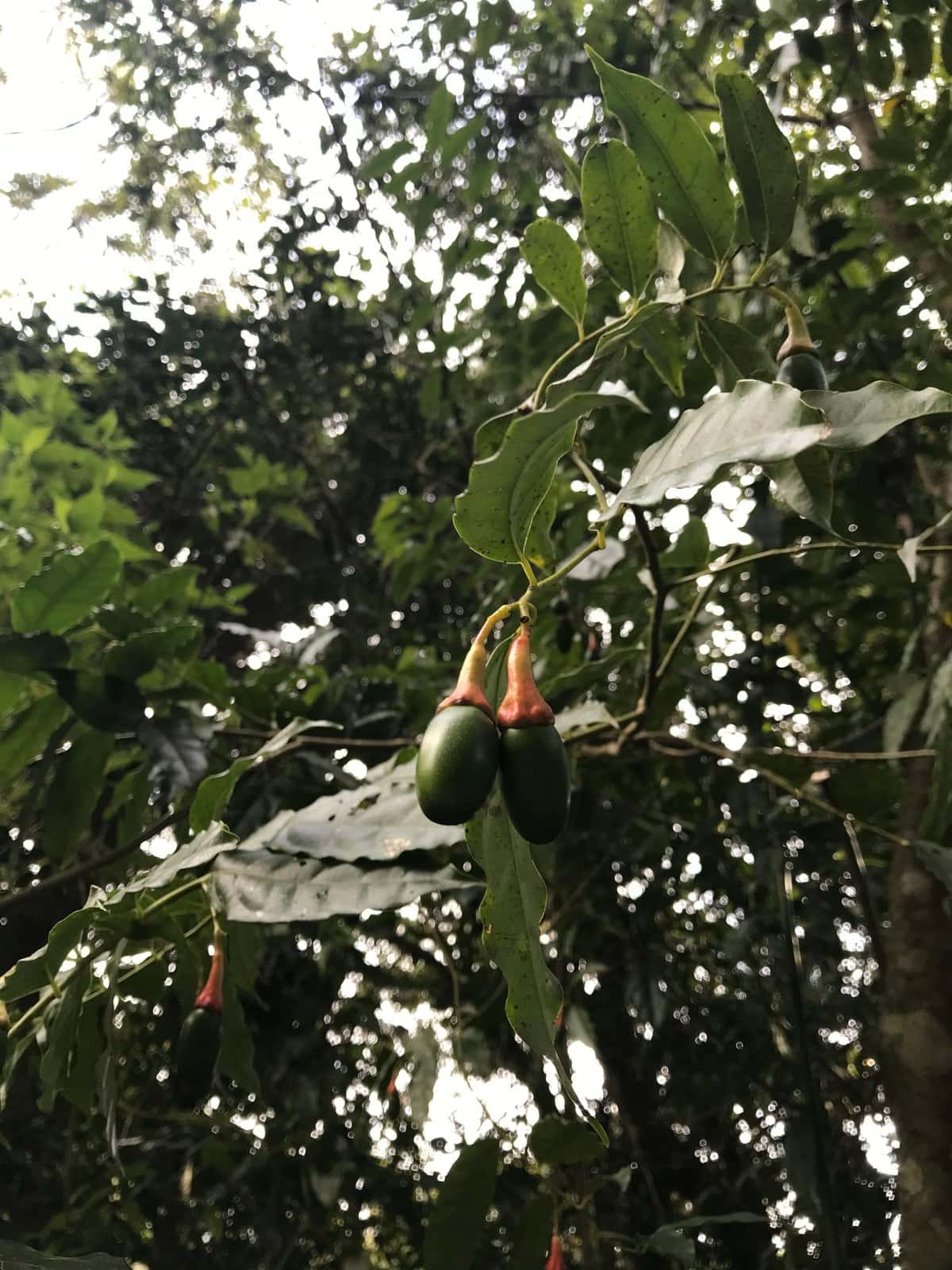 Wild Cinnamon