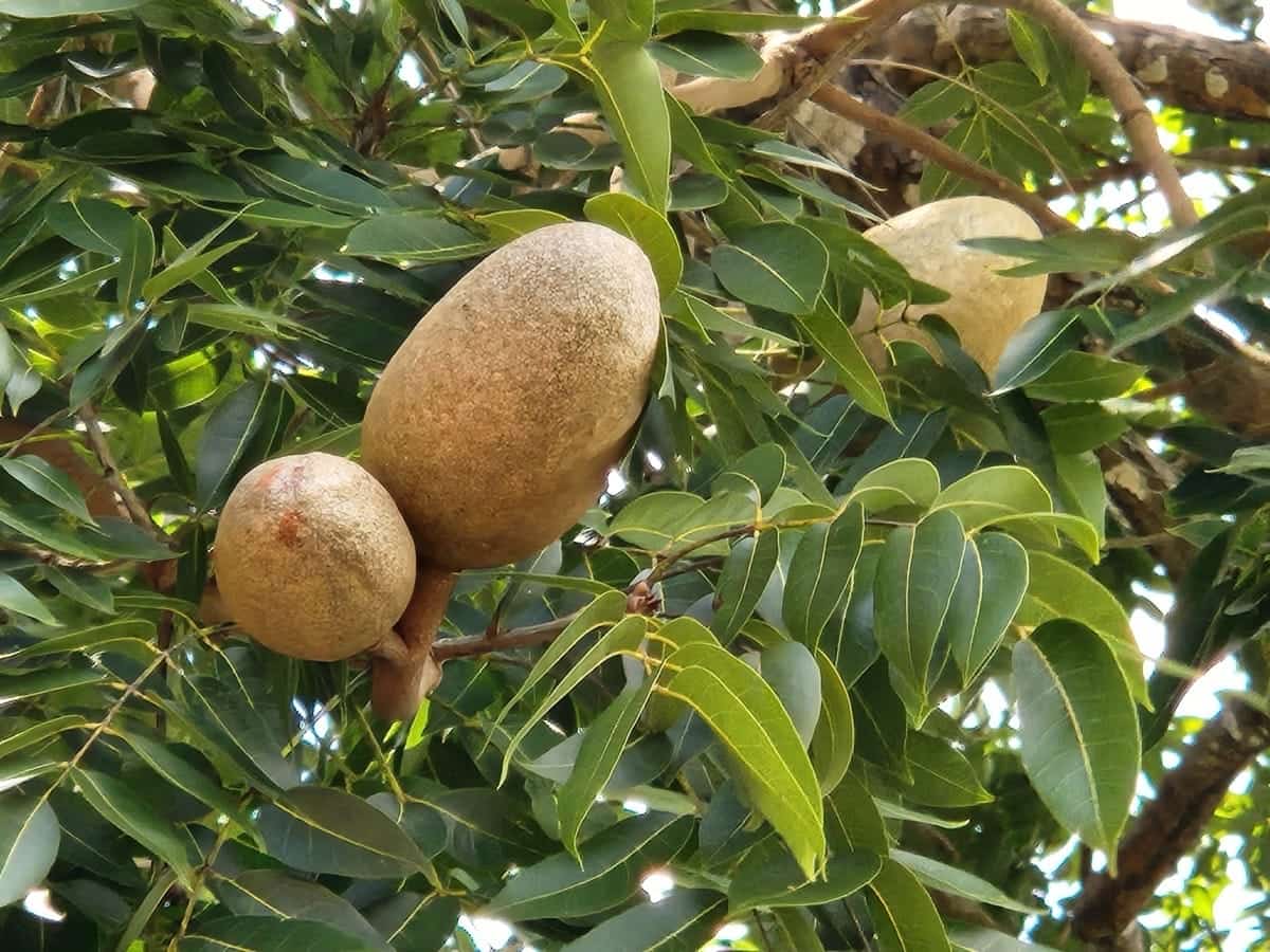 Caoba