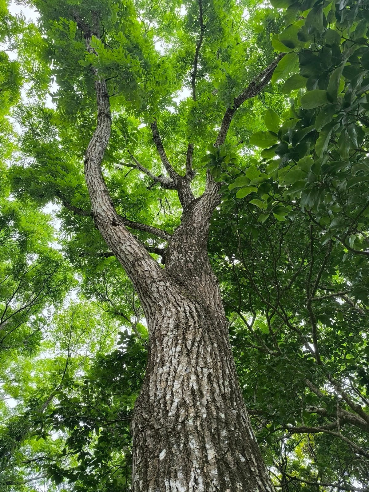 Cedro Amargo