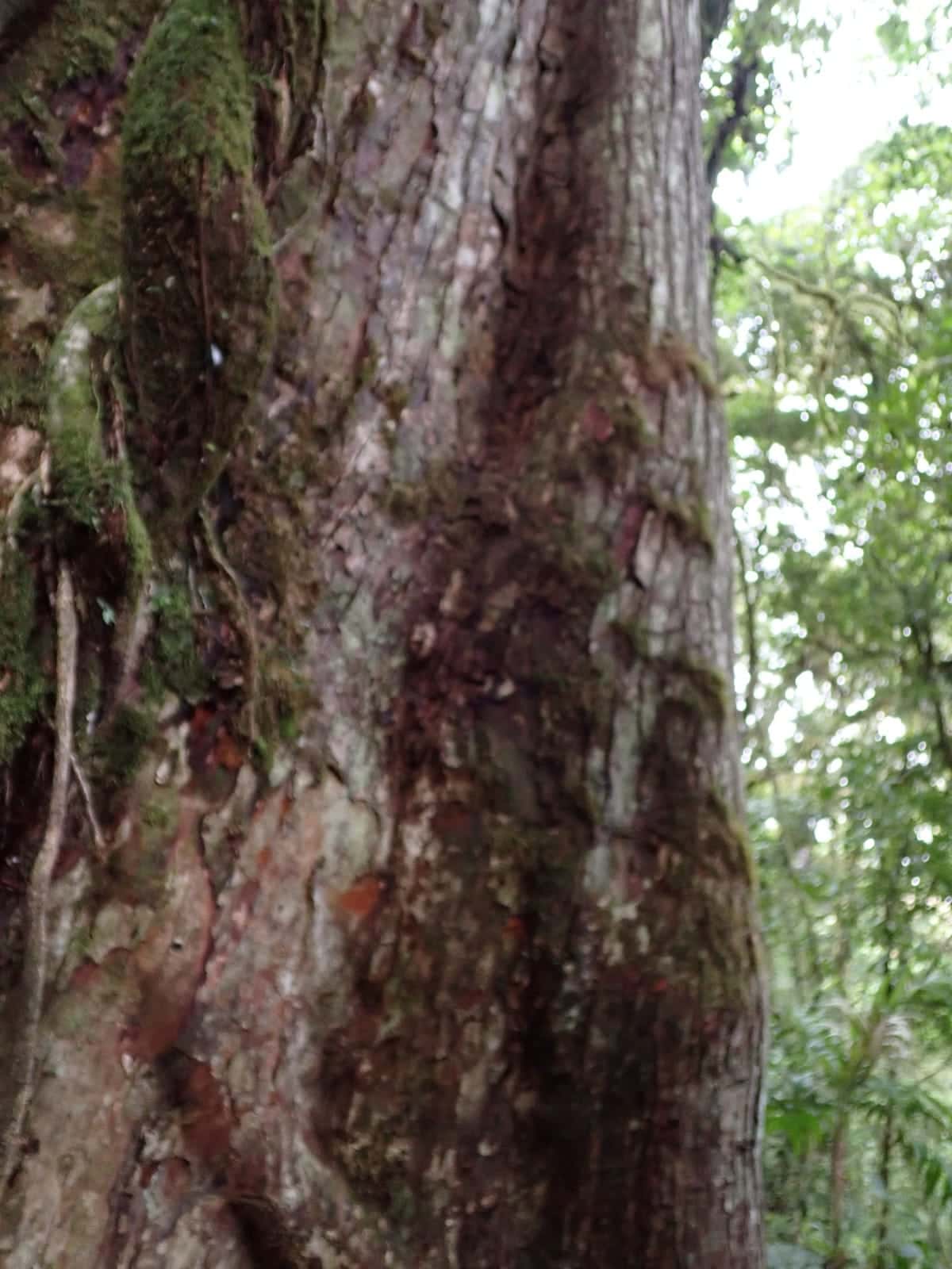 Cedro Dulce