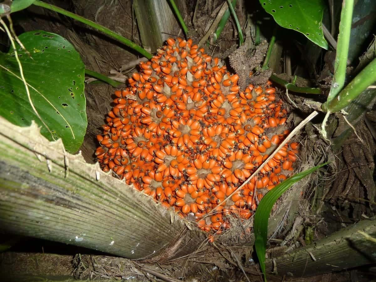 Corozo