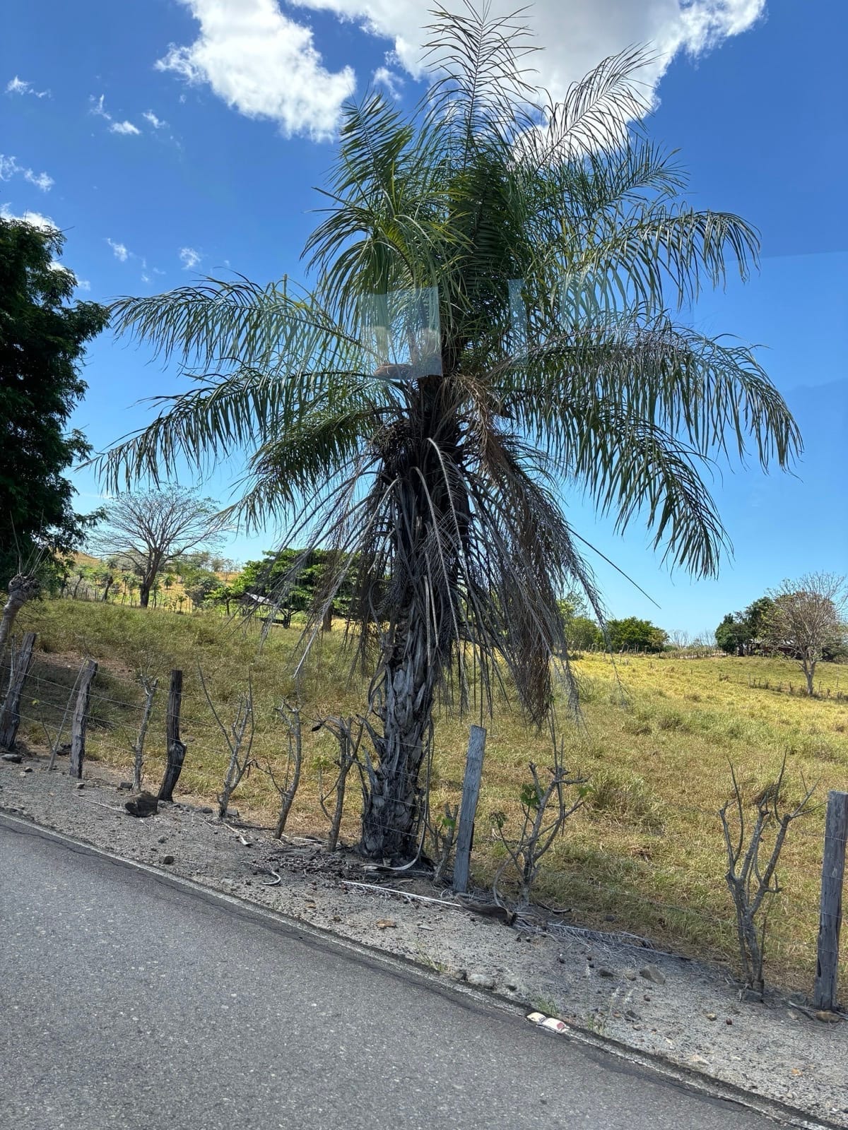 Coyol