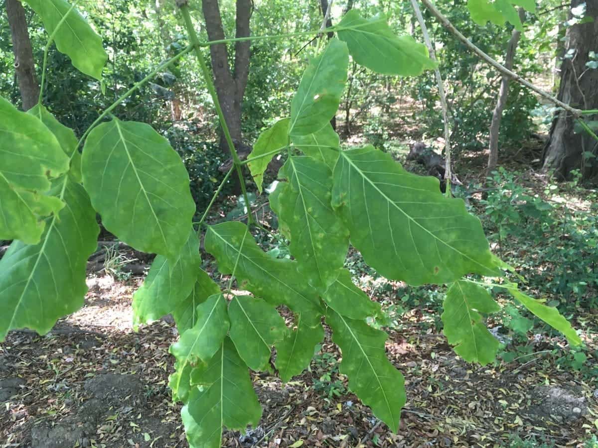 Cristobalito