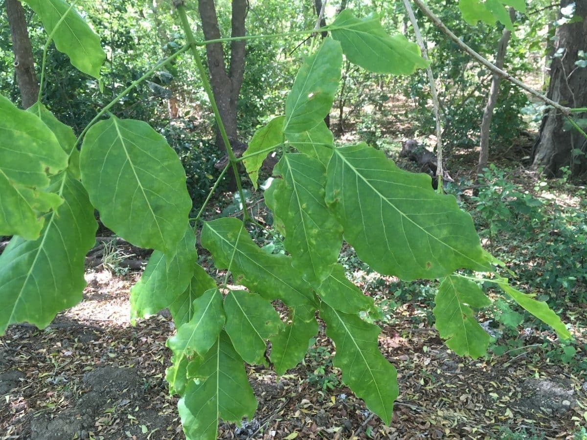 Cristobalito