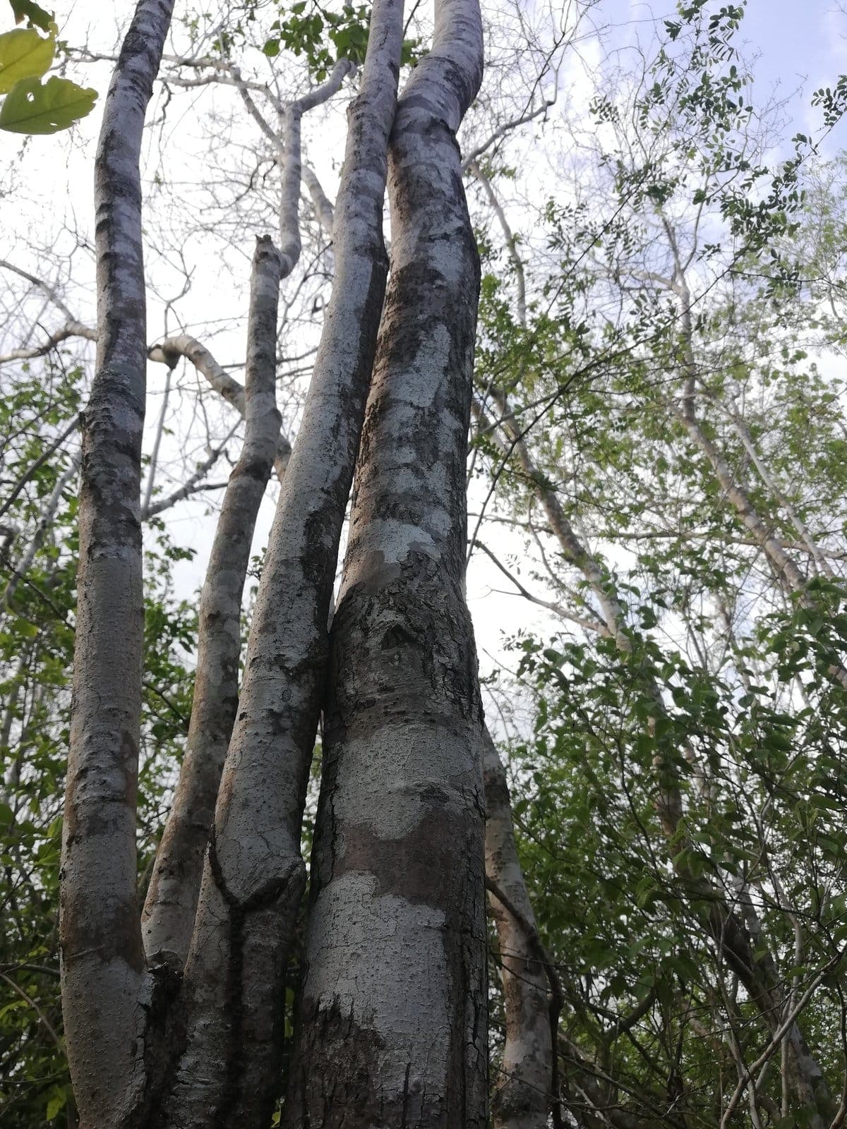 Granadillo