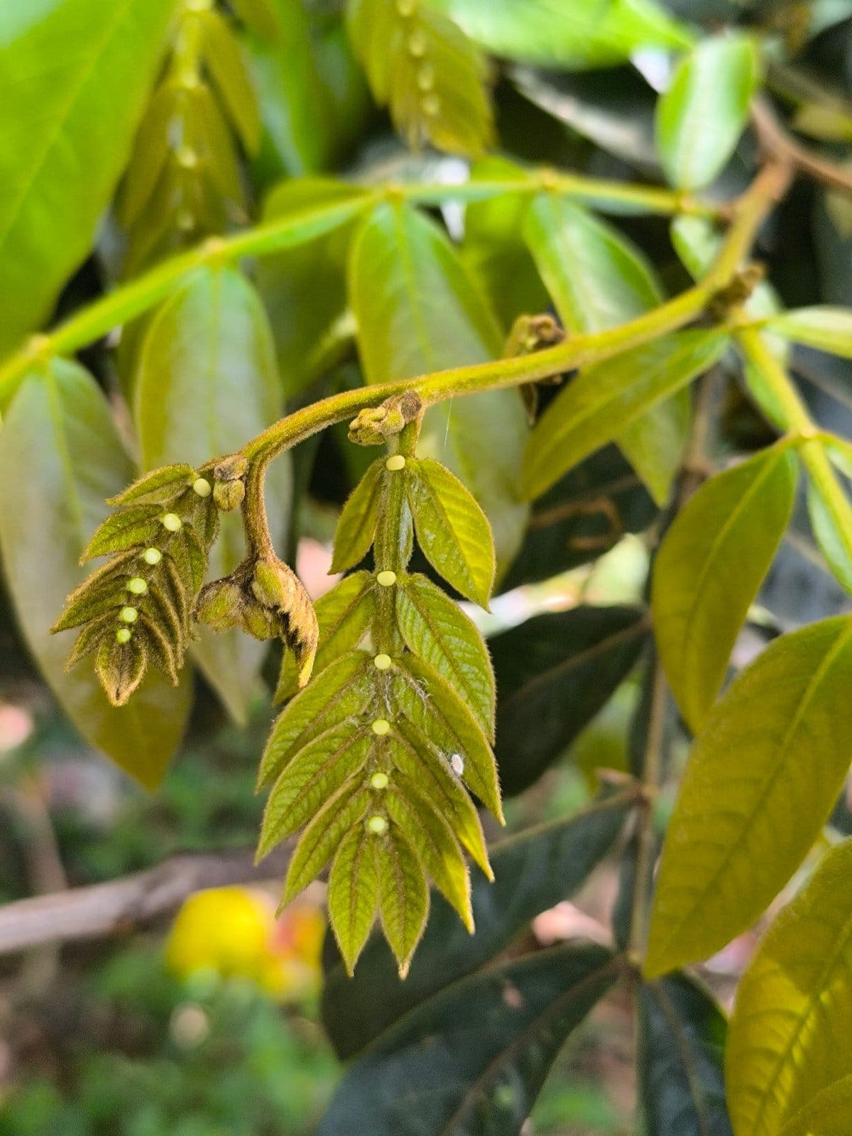 Guaba Bejuco