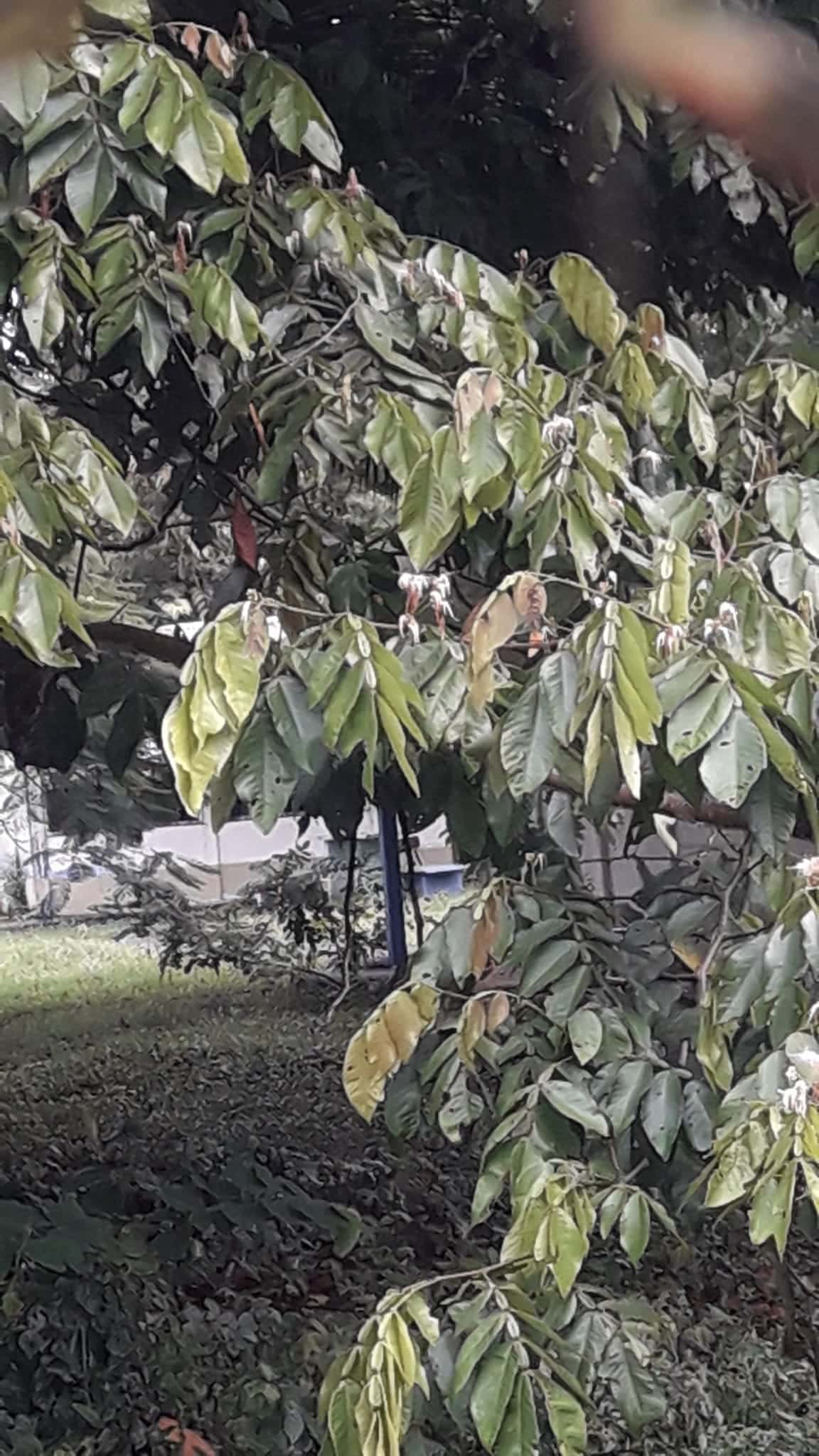 Guaba