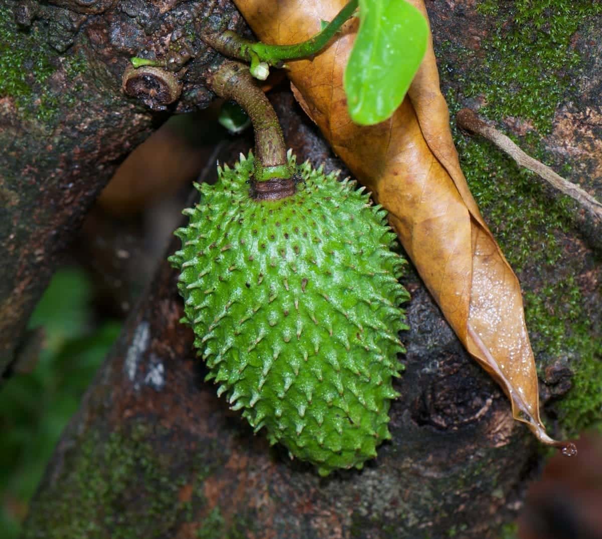 Guanábana