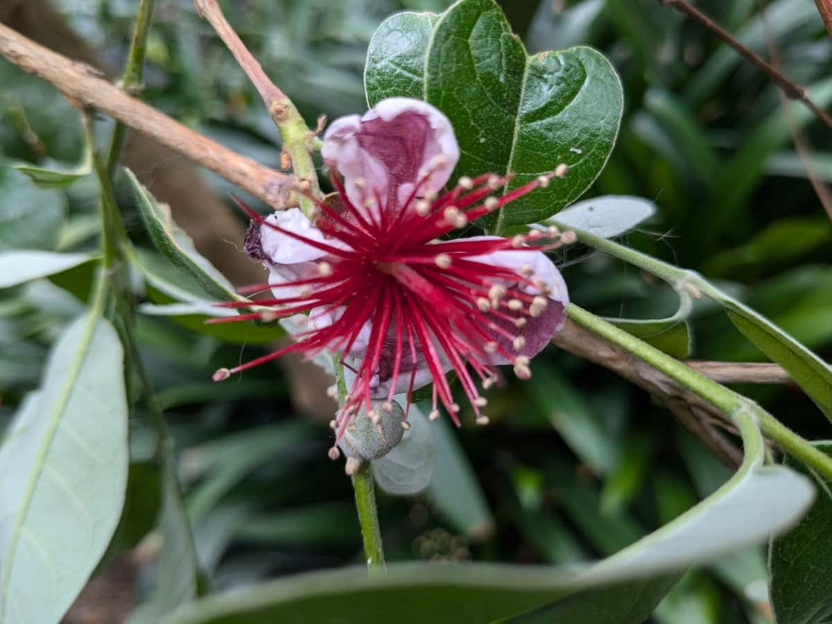 Guayaba Chilena