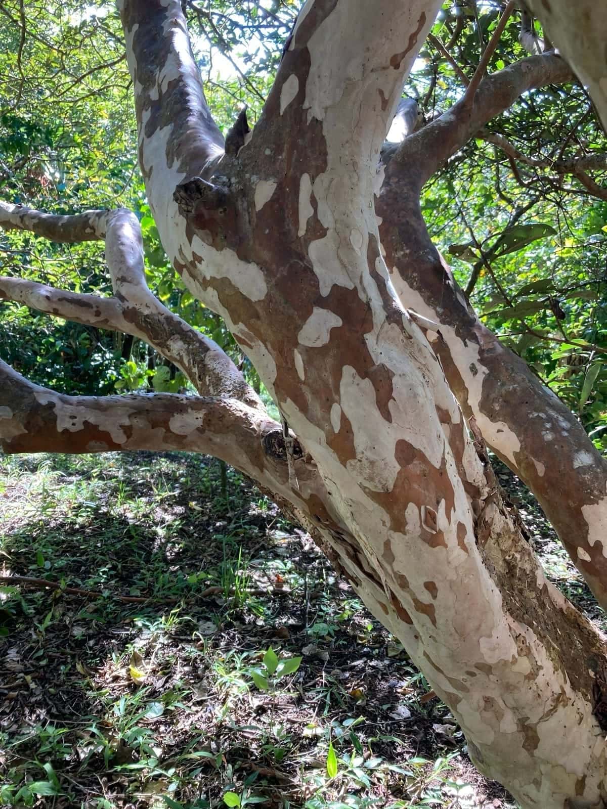 Guayabo