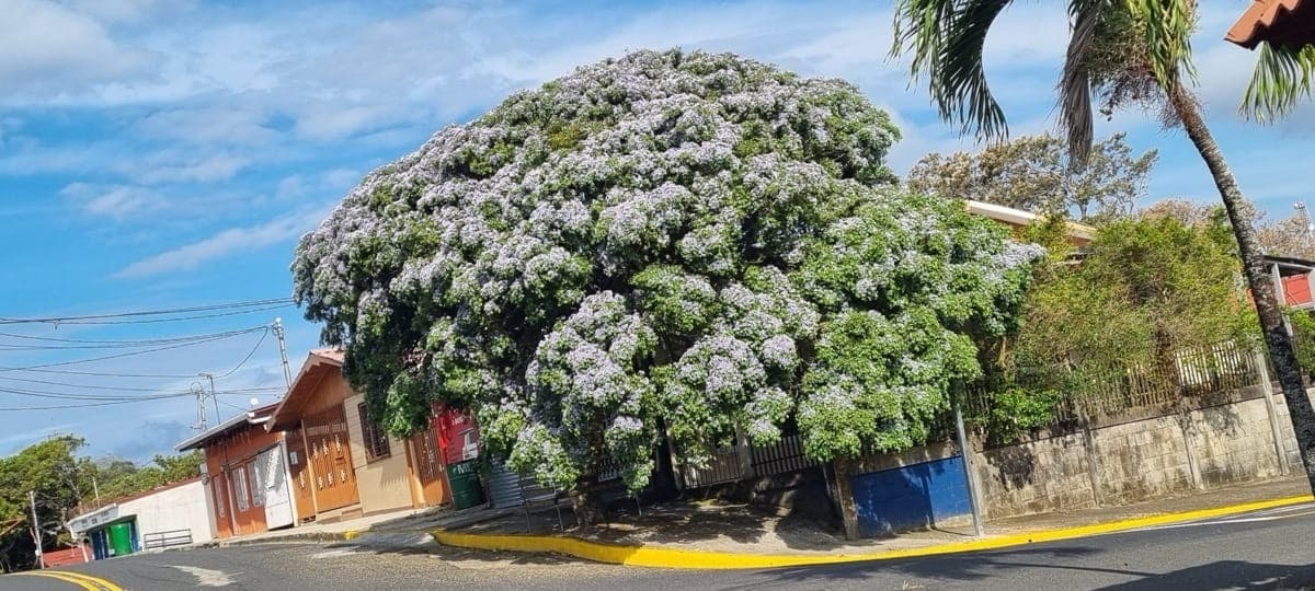 Guayacán Real