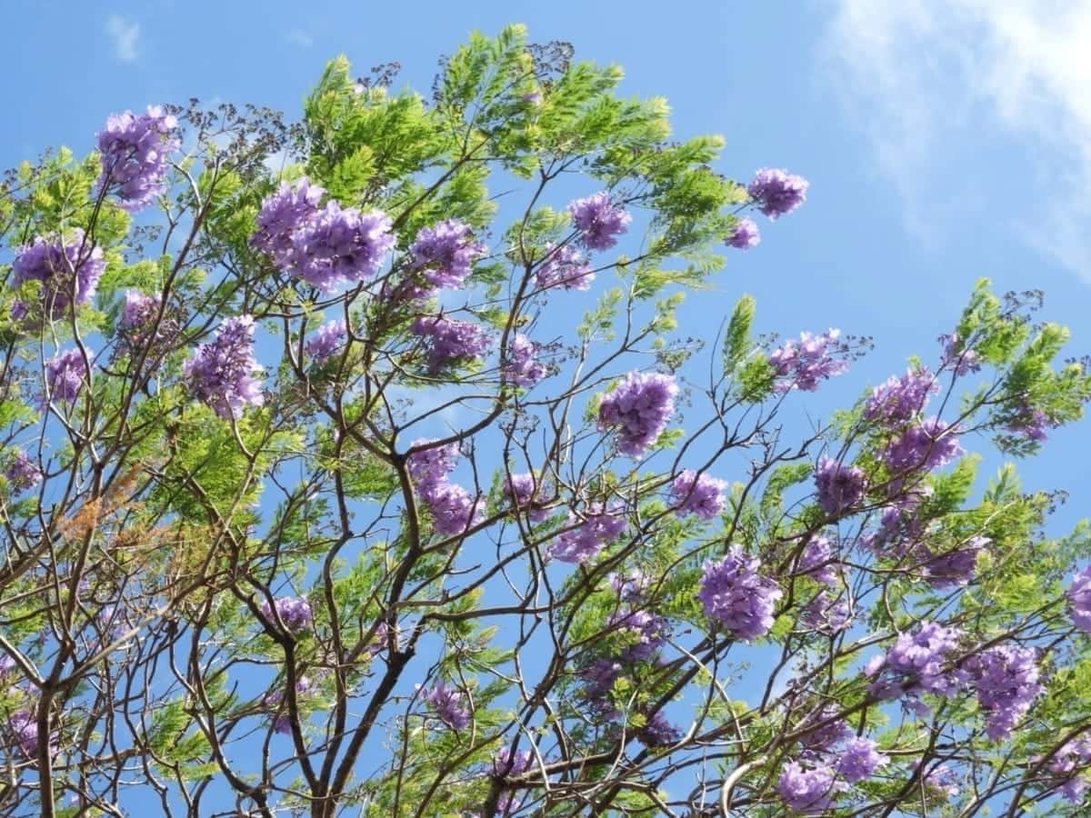Jacarandá