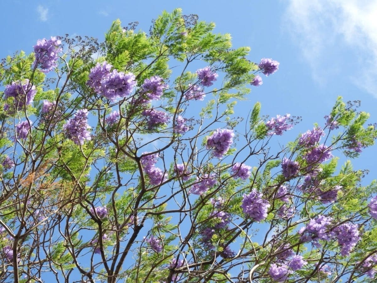Jacarandá