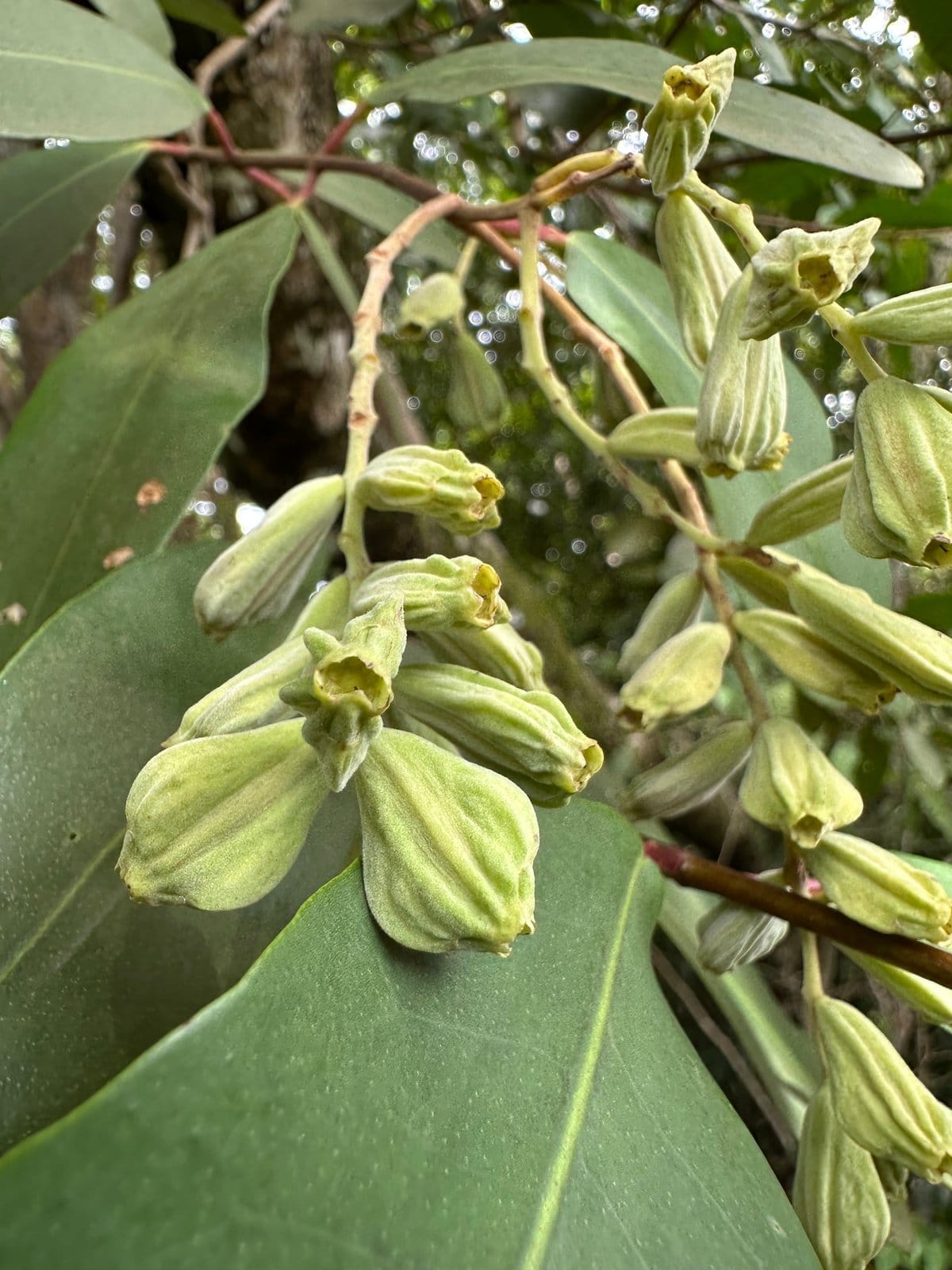 White Mangrove