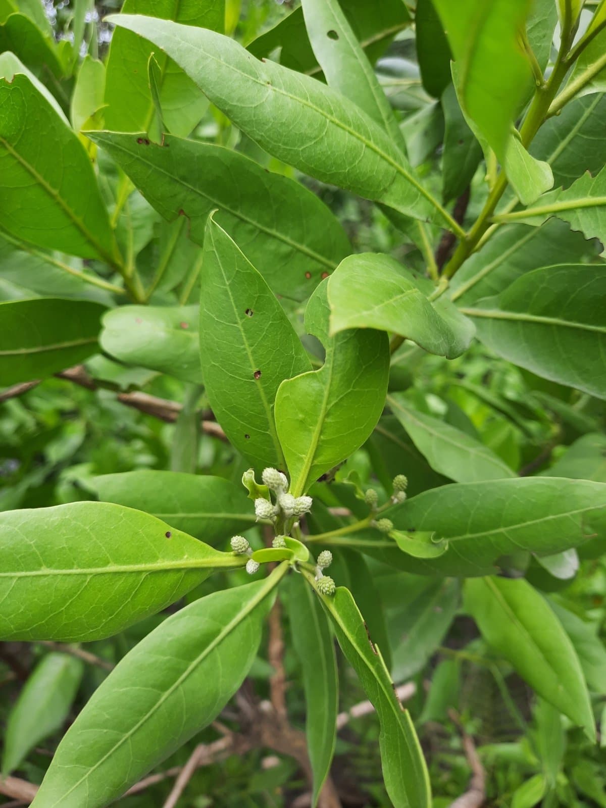 Buttonwood Mangrove