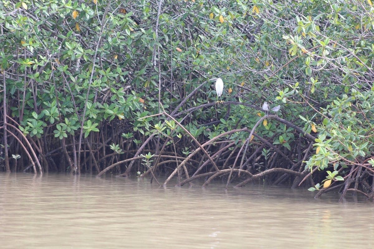 Red Mangrove