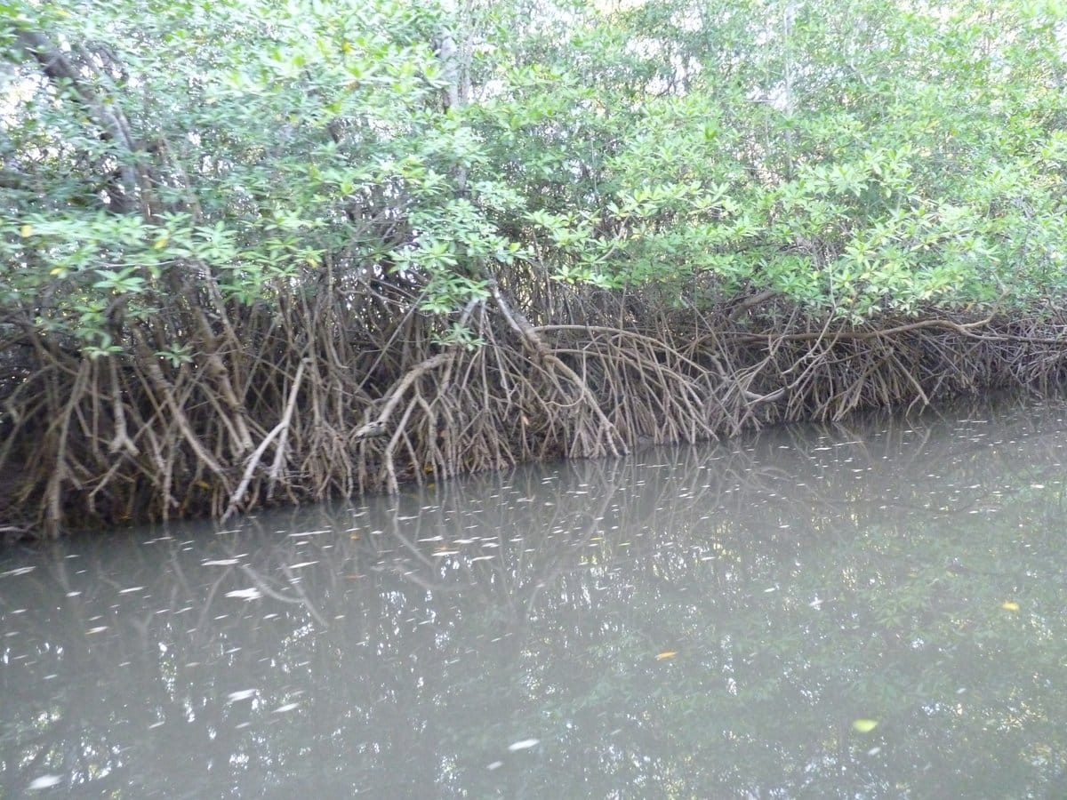 Red Mangrove