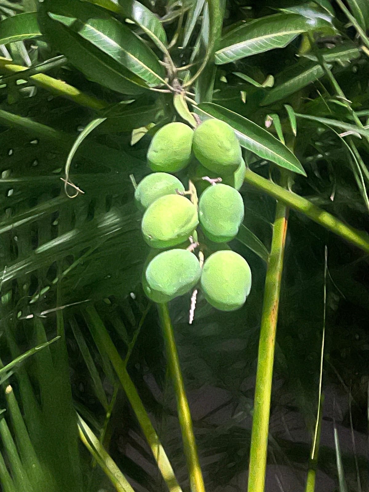 Mango