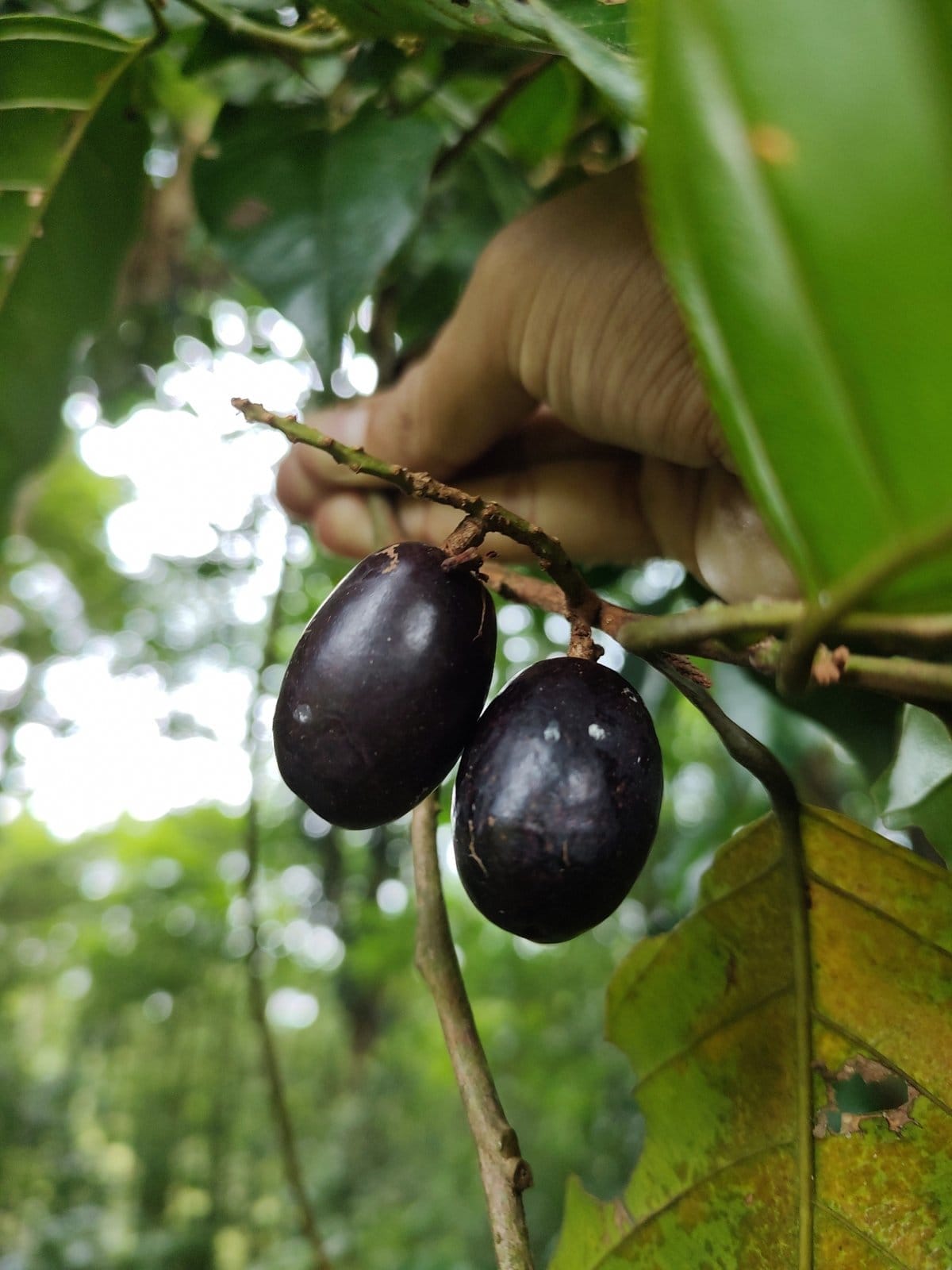 Manú