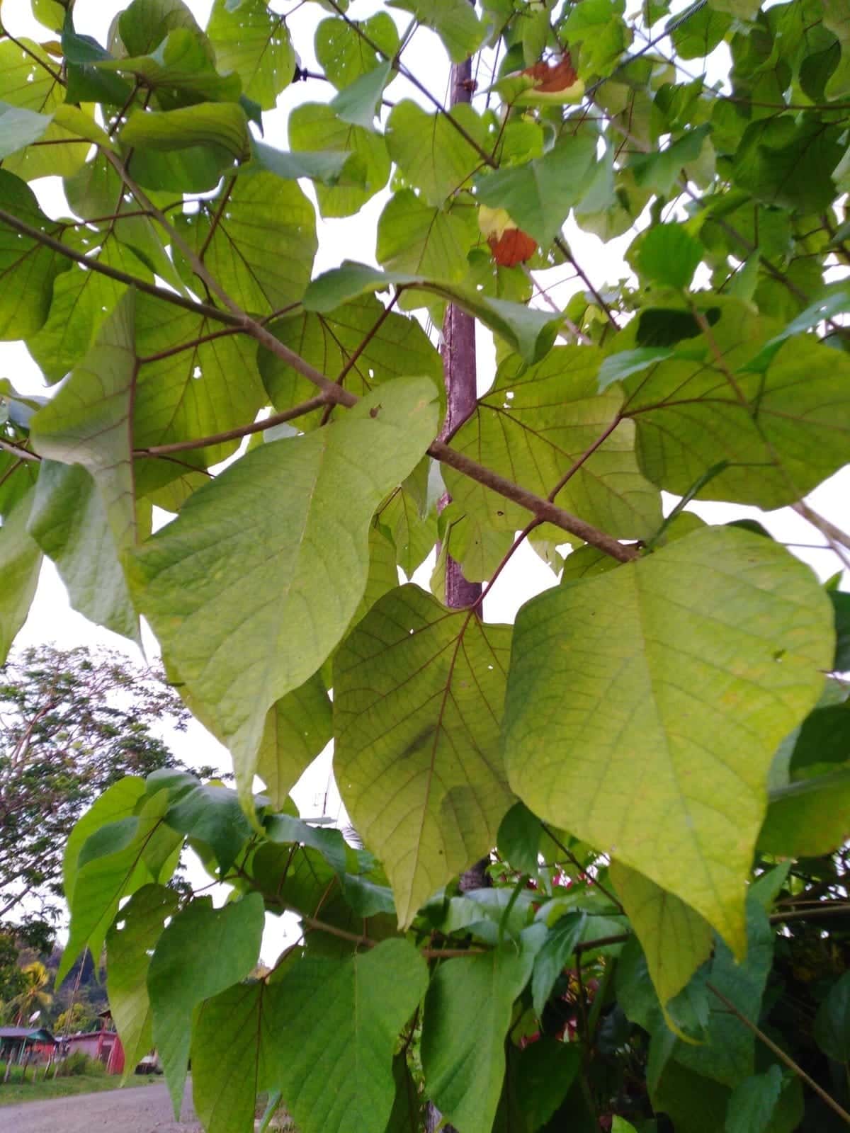 Gmelina