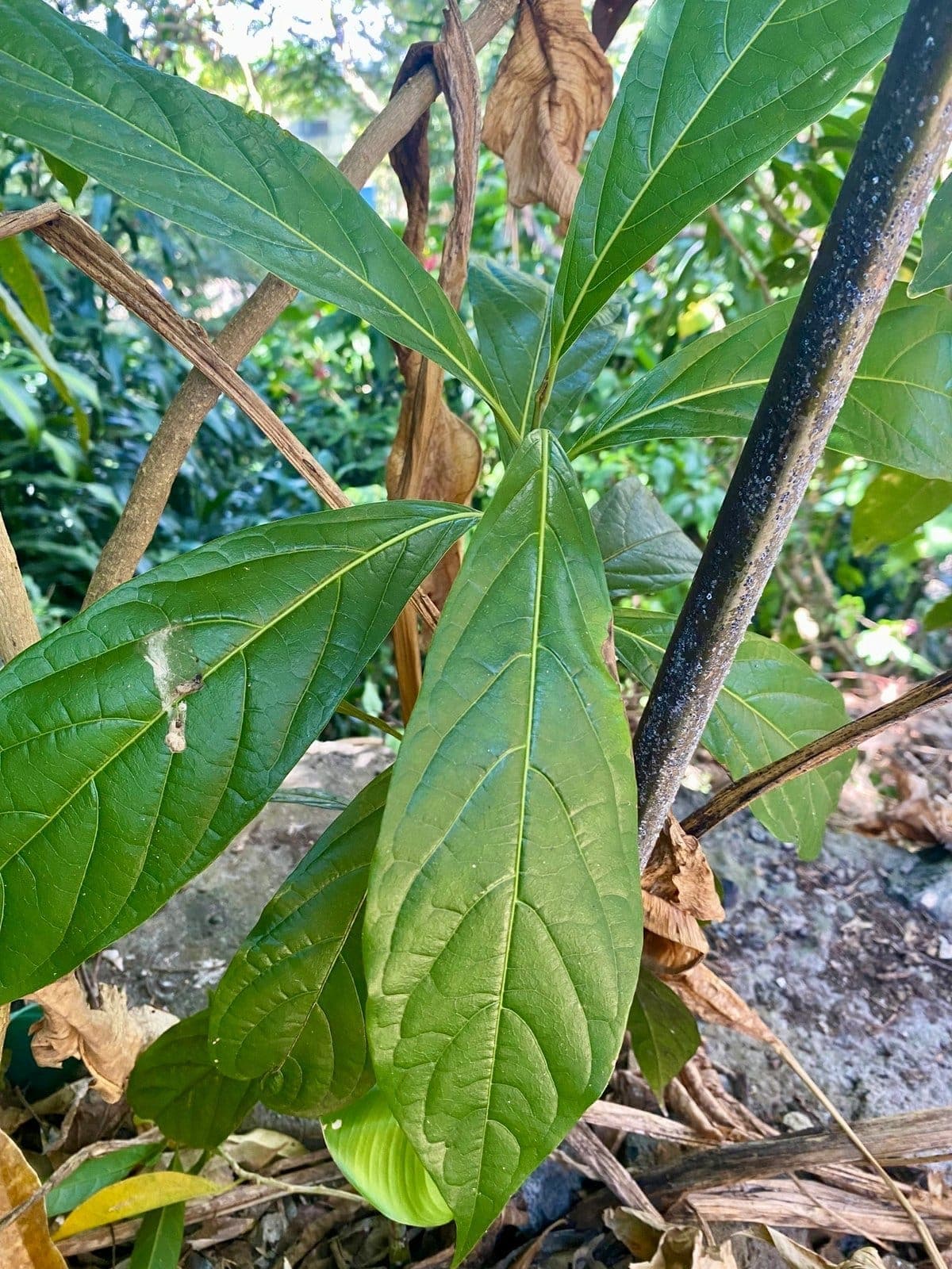 Muñeco