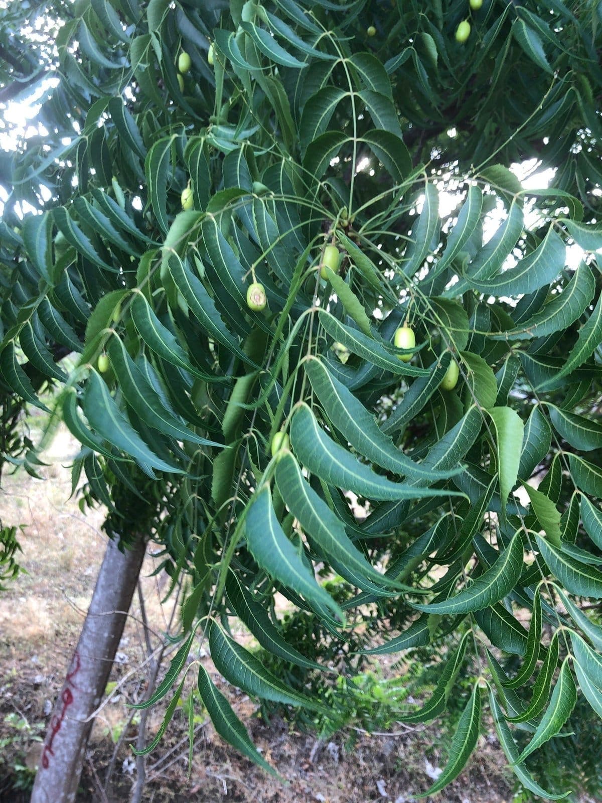 Neem