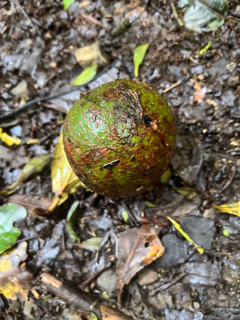 Aguacate