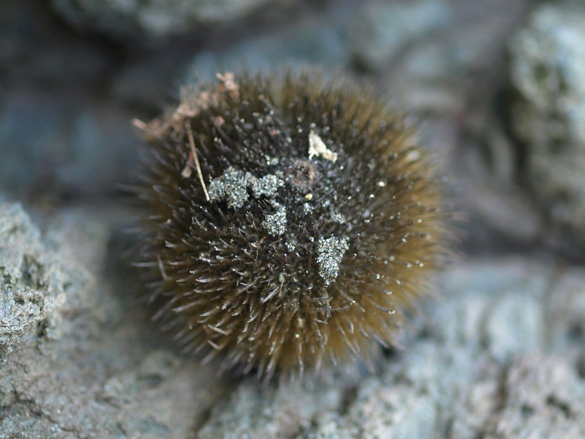 Monkey Comb Tree