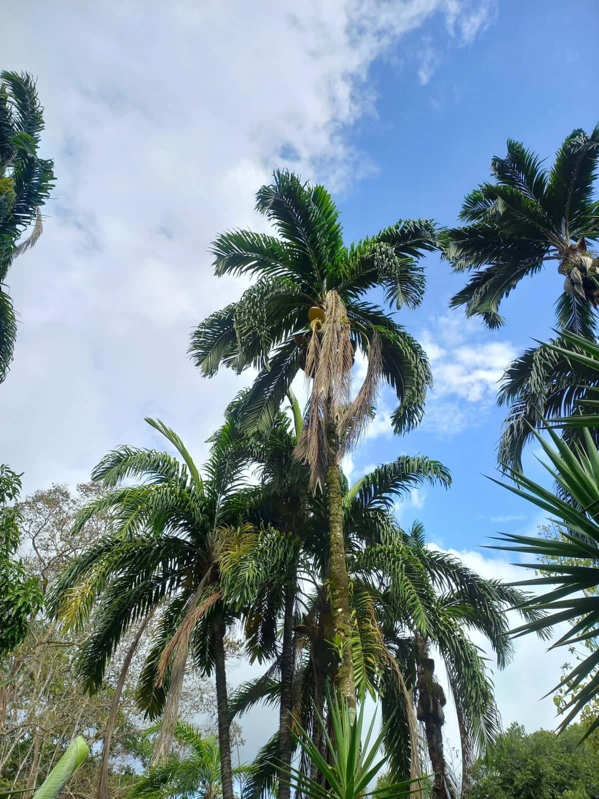 Pejibaye