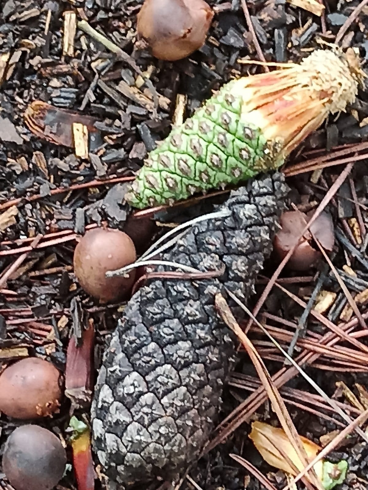 Caribbean Pine