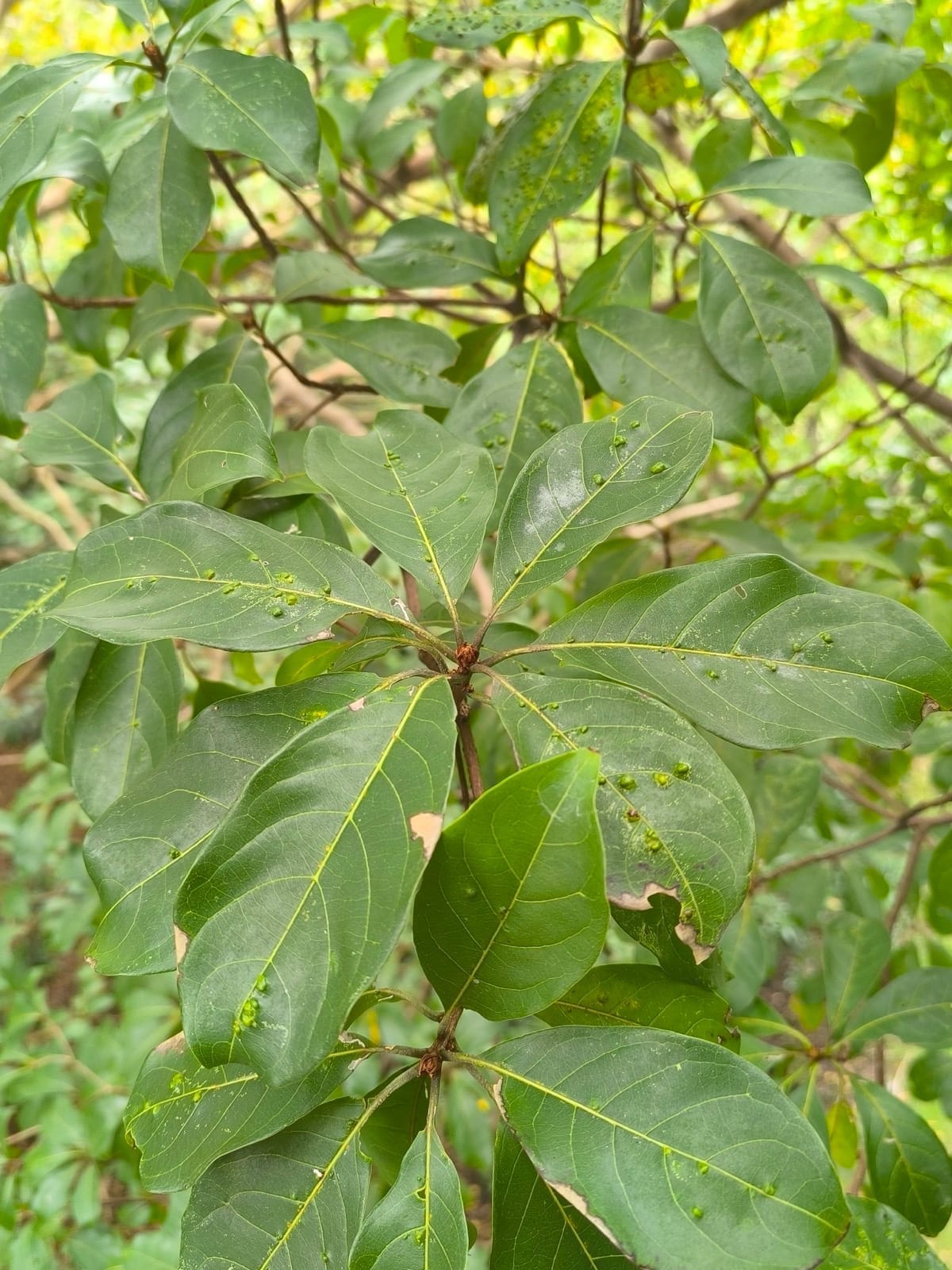 Surá