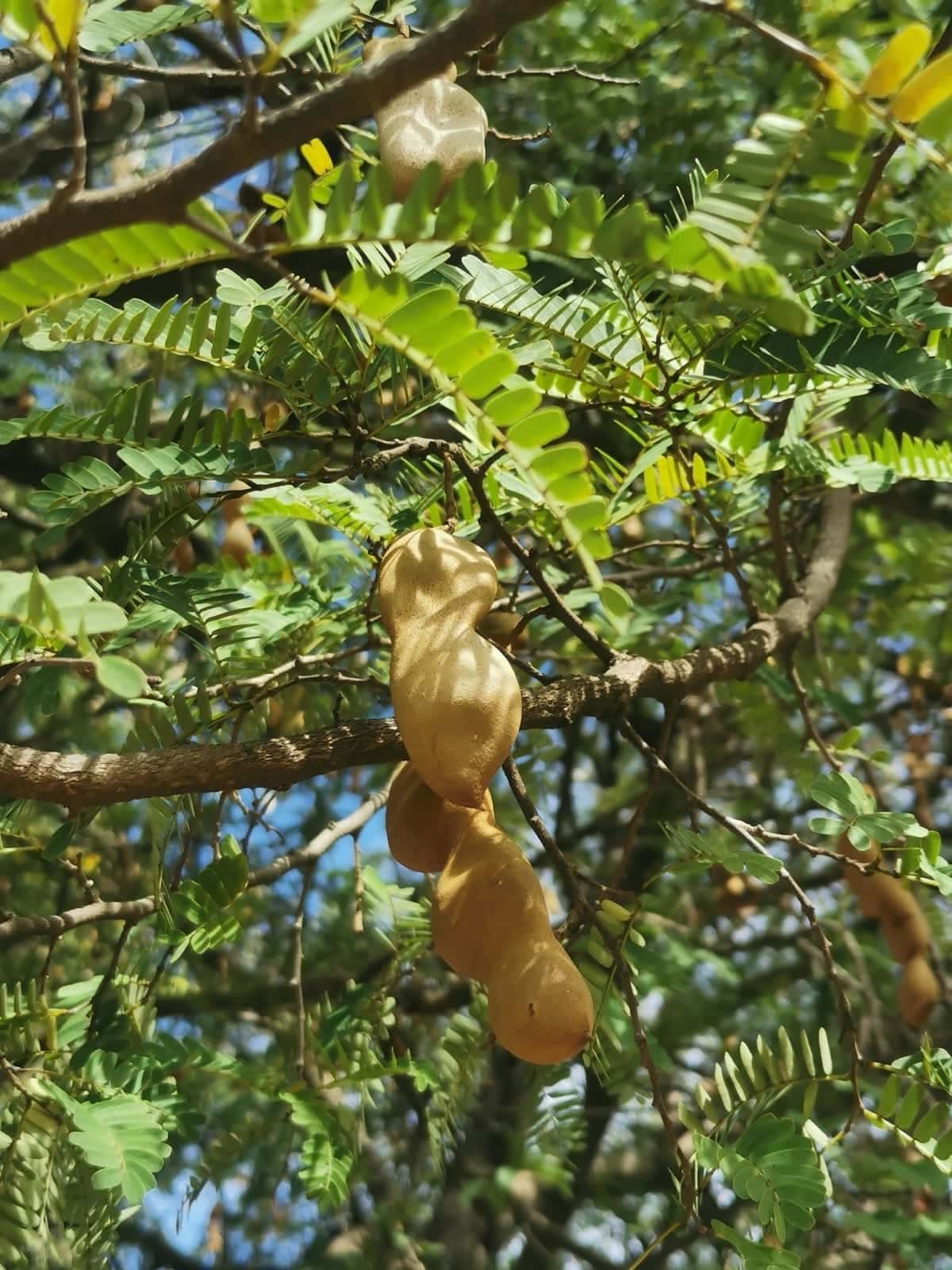 Tamarindo