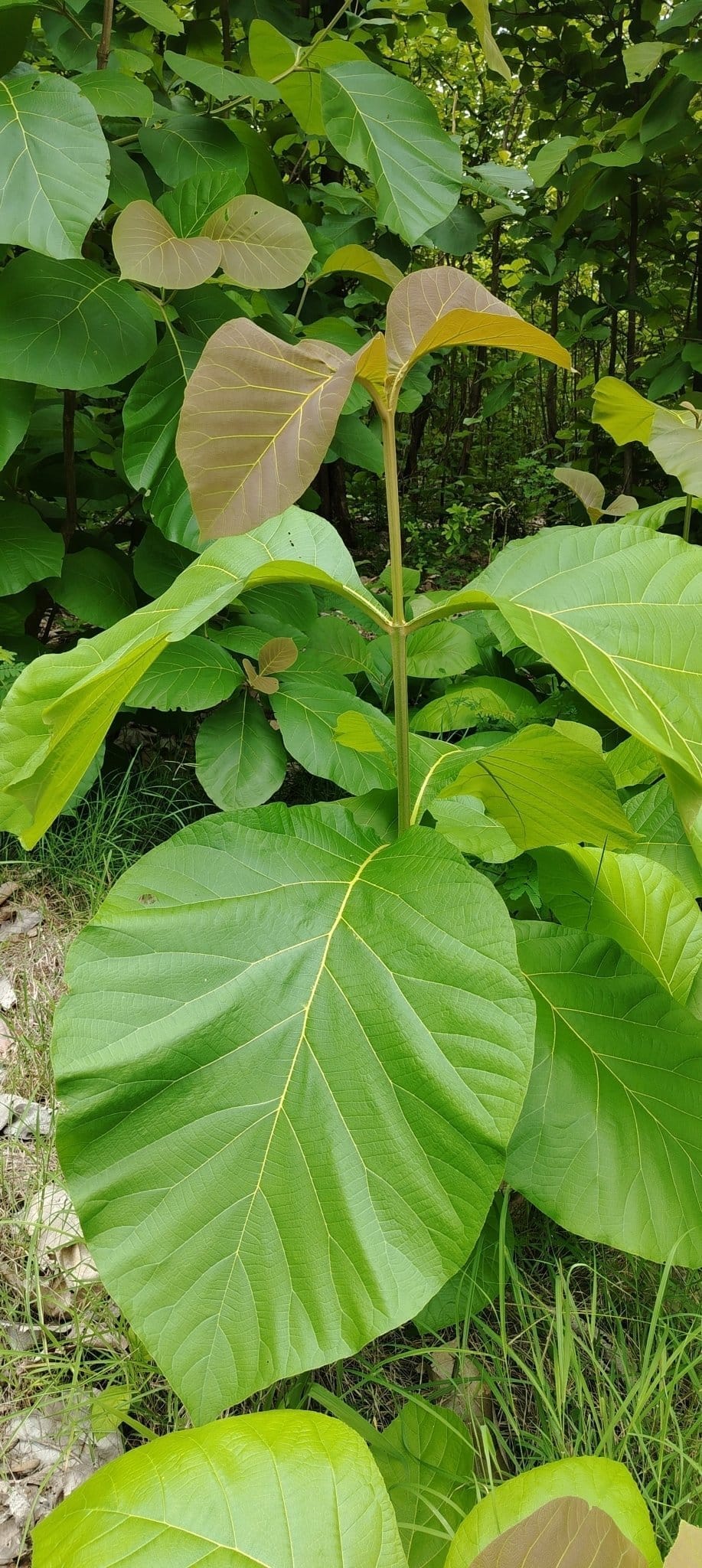 Teak