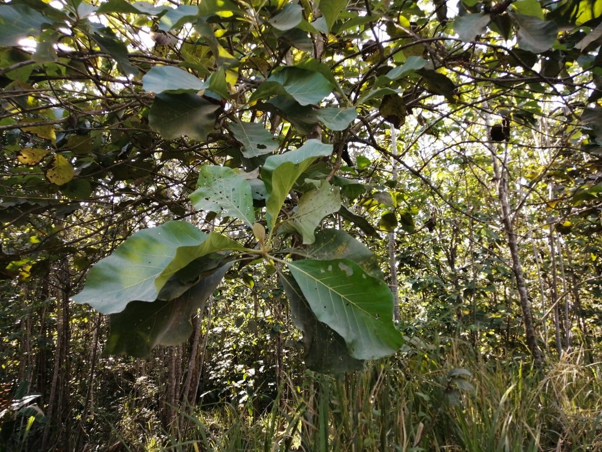 Teak